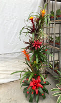 Bromeliad Tree Extra Large 5 Feet Tall